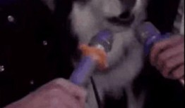 刘大锤爆料舔狗视频,视频爆料引发网友热议